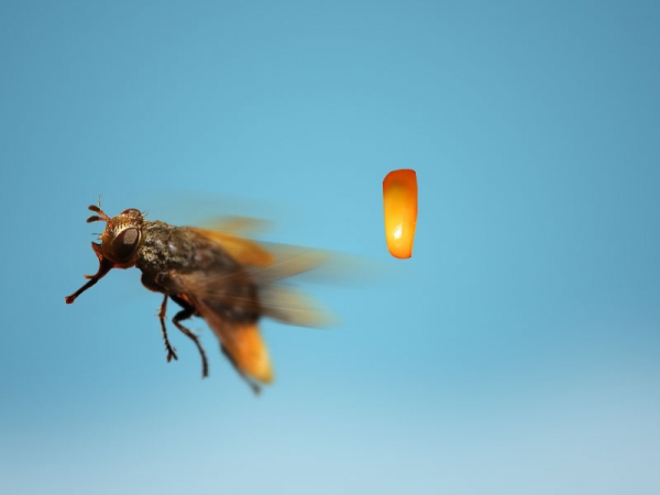 Creation of MAFLYIA: Step 4